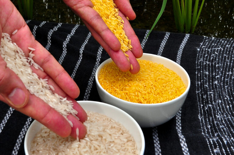 Golden Rice propagation may lead to ‘deficiency and exploitation’ — agrarian orgs